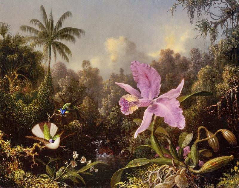 ORCHID AND TWO HUMMINGBURDS