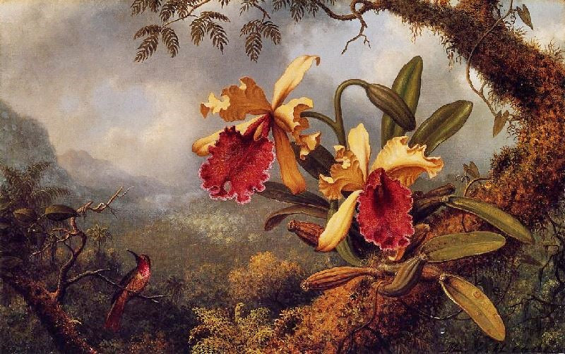 Orchids And Hummingbird by Martin Johnson Heade