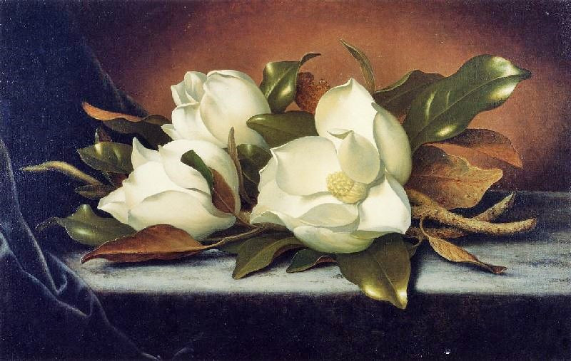 Giant Magnolias by Martin Johnson Heade