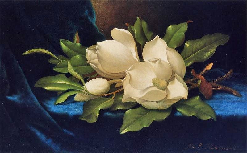 Giant Magnolias On A Blue Velvet Cloth by Martin Johnson Heade