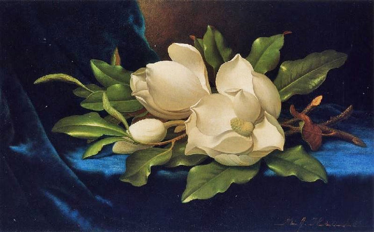 Giant Magnolias On A Blue Velvet Cloth by Martin Johnson Heade