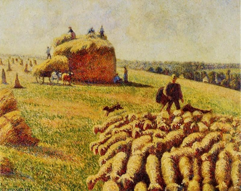 FLOCK OF SHEEP IN A FIELD AFTER THE HARVEST