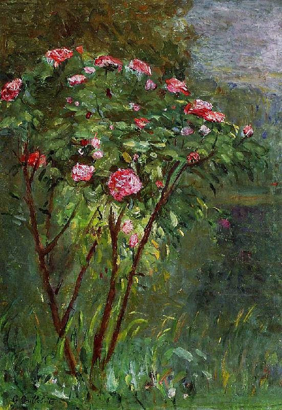 ROSE BUSH IN FLOWER