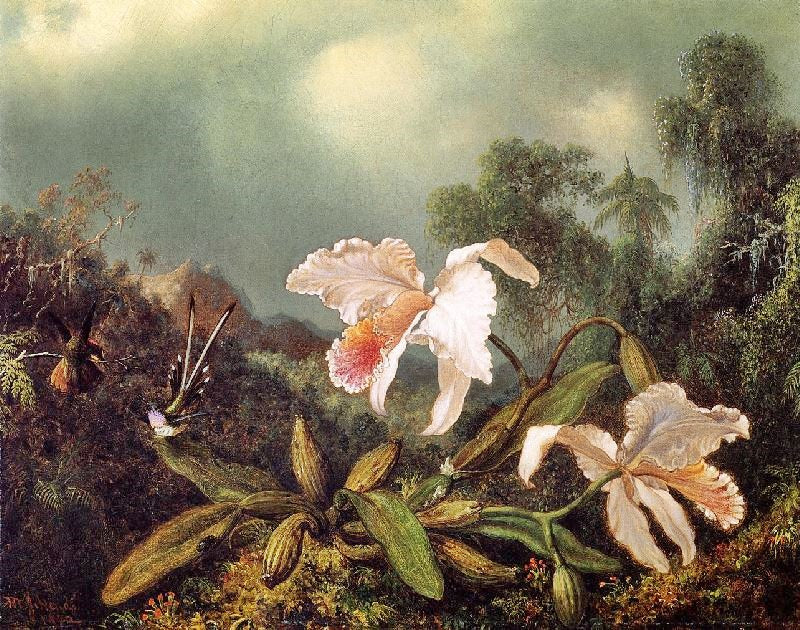 JUNGLE ORCHIDS AND HUMMINGBIRDS