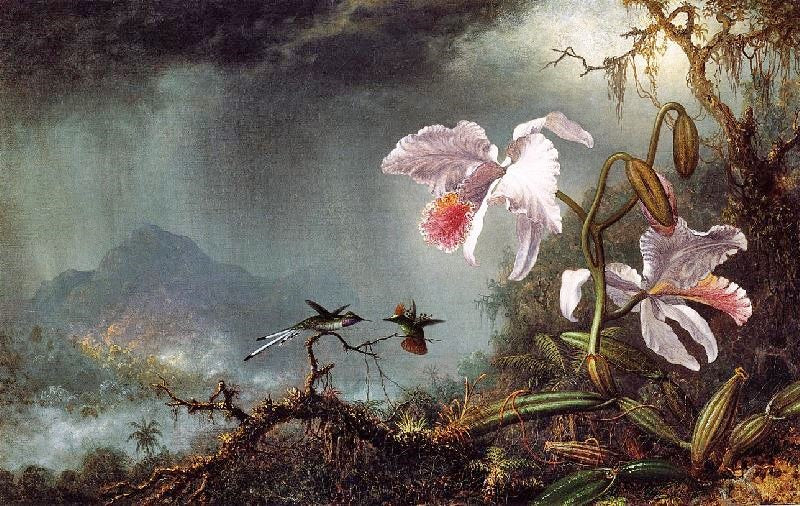 TWO FIGHTING HUMMINGBIRDS WITH TWO ORCHIDS