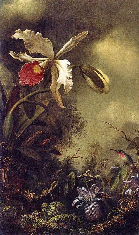 White Orchid And Hummingbird by Martin Johnson Heade