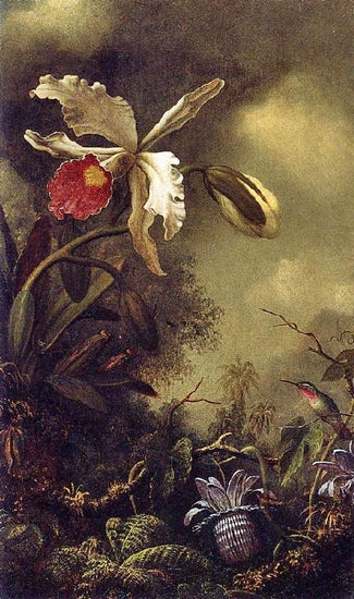 White Orchid And Hummingbird by Martin Johnson Heade