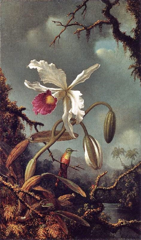 White Brazilian Orchid by Martin Johnson Heade