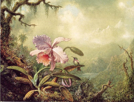 Heliodore’S Woodstar And A Pink Orchid by Martin Johnson Heade