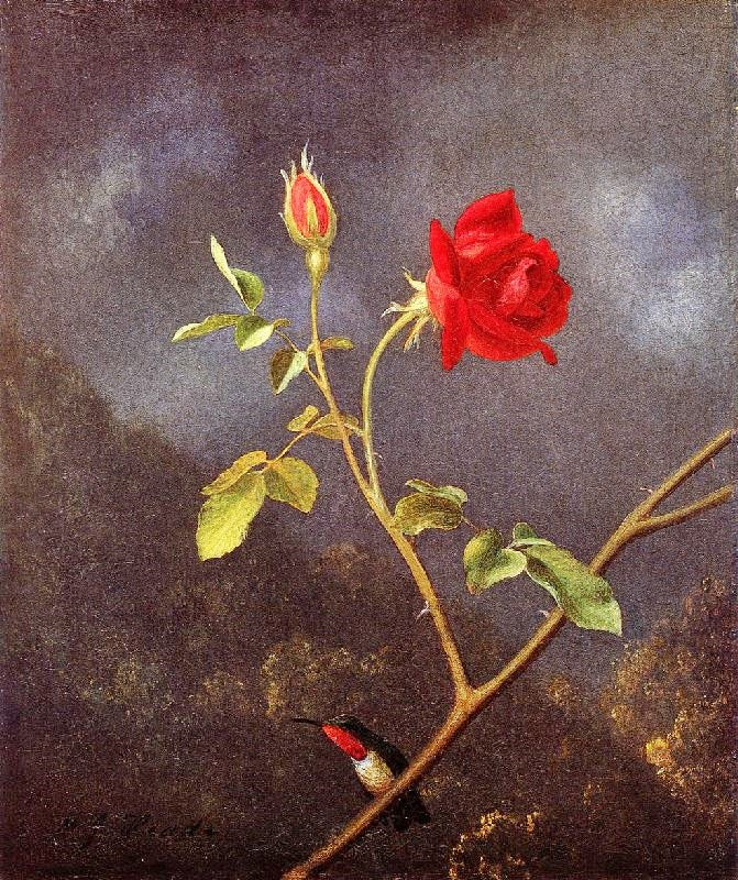 Red Rose With Ruby Throat by Martin Johnson Heade
