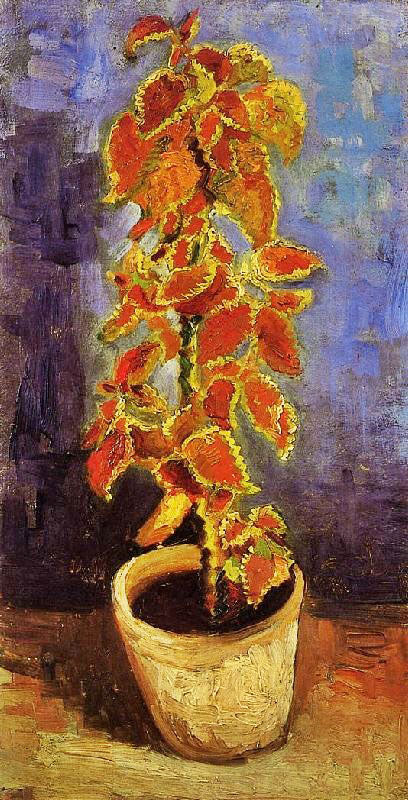 COLEUS PLANT IN A FLOWER POT
