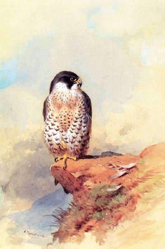 A PEREGRINE FALCON