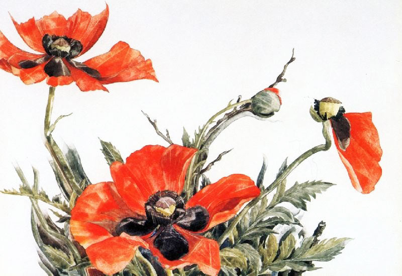 RED POPPIES