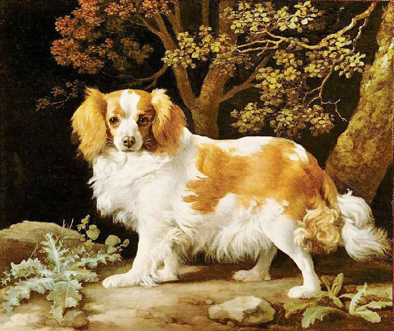 KING CHARLES SPANIEL