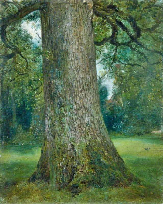 Study Of The Trunk Of An Elm Tree by John Constable