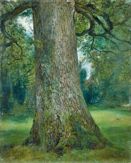 Study Of The Trunk Of An Elm Tree by John Constable