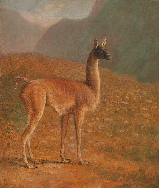 Guanaco by Jacques-Laurent Agasse