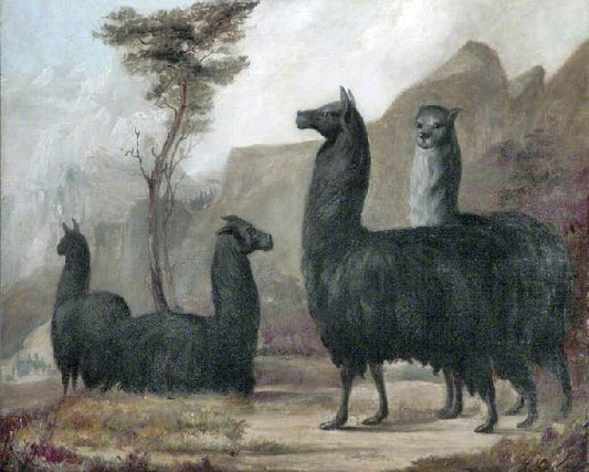 Alpacas by Jacques-Laurent Agasse