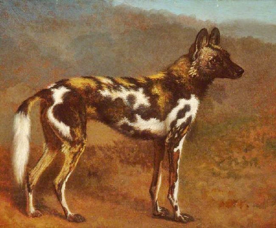 Cape Hunting Dog by Jacques-Laurent Agasse