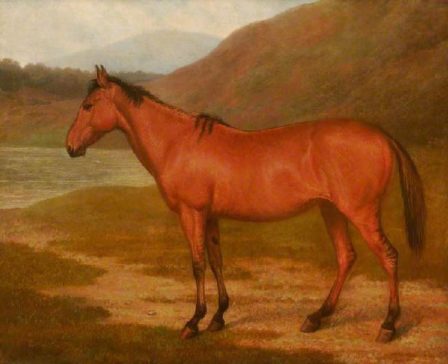 FOAL OF MARE AND QUAGGA