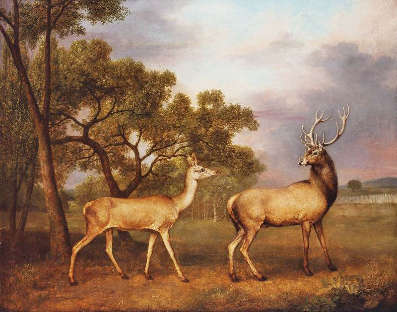 A RED DEER, A BUCK AND A DOE