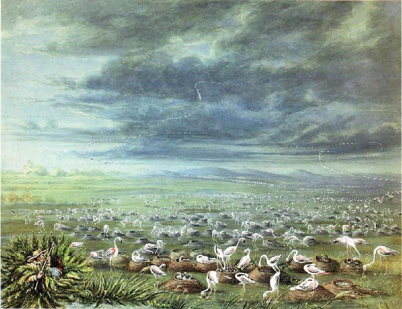 Ambush For Flamingos In South America by George Catlin
