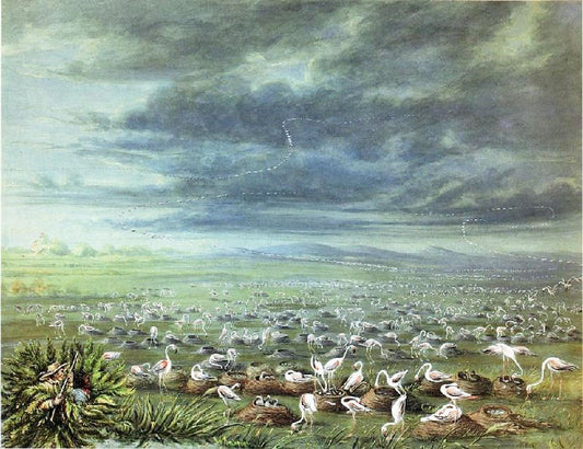 Ambush For Flamingos In South America by George Catlin