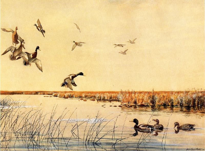 Coming In by Louis Agassiz Fuertes