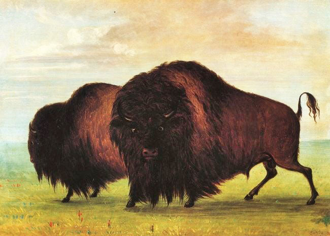 BUFFALOES
