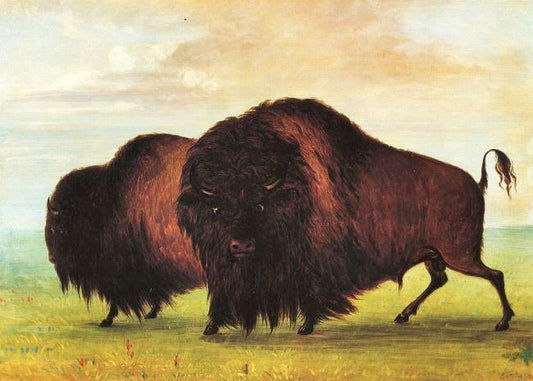 Buffaloes by George Catlin