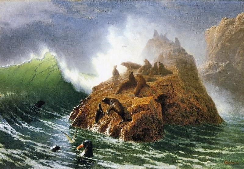 SEAL ROCK