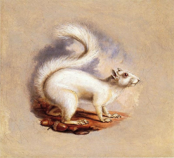 White Squirrel by Titian Ramsey Peale II