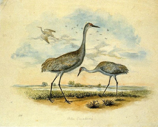 Sandhill Cranes by Titian Ramsey Peale II