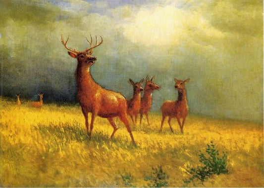 Deer In A Field by Albert Bierstadt