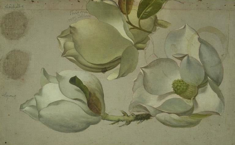 Study Of Three Magnolia Blossoms by Martin Johnson Heade
