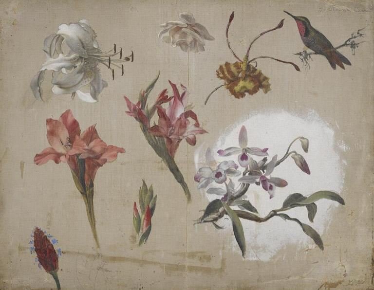 STUDY OF VARIED FLOWERS WITH A HUMMINGBIRD