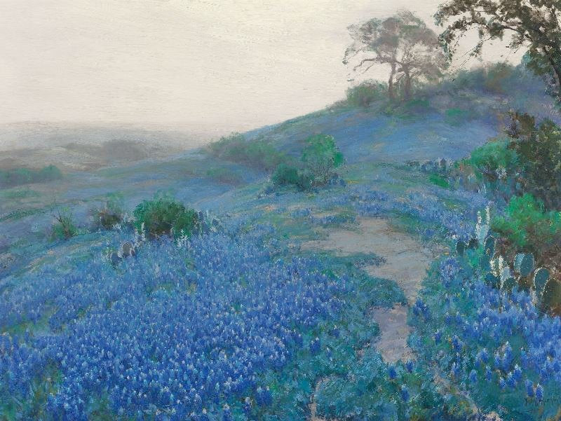 BLUE BONNET FIELD, EARLY MORNING, SAN ANTONIO TEXAS