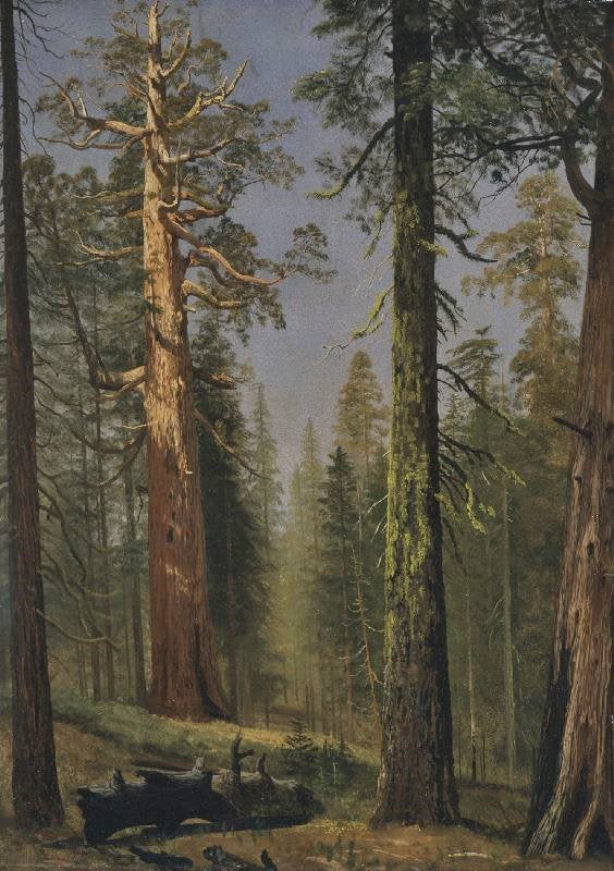THE GRIZZLY GIANT SEQUOIA, MARIPOSA GROVE, CALIFORNIA