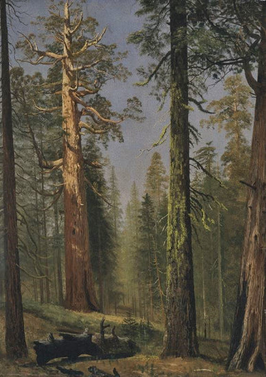 The Grizzly Giant Sequoia, Mariposa Grove, California by Albert Bierstadt