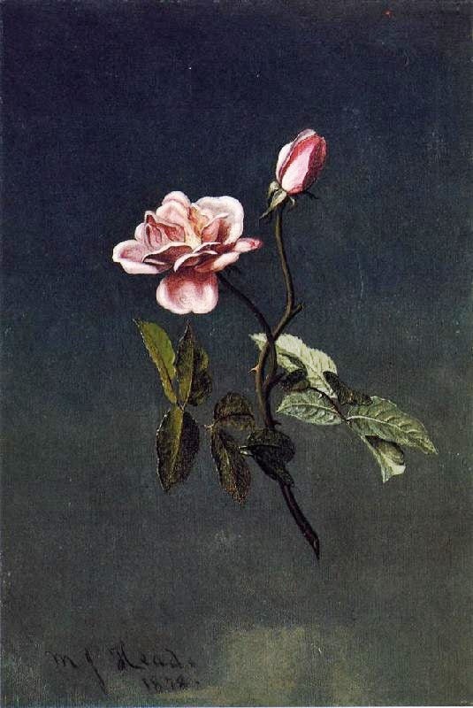 PINK ROSE