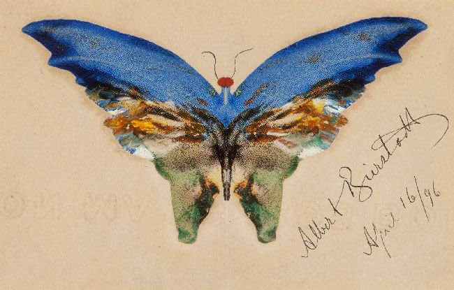 BLUE BUTTERFLY