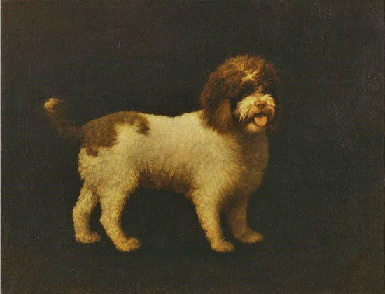Water Spaniel by George Stubbs