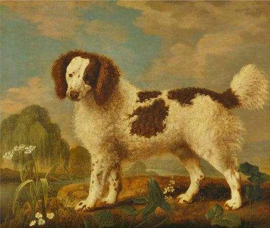 Brown And White Norfolk Or Water Spaniel by George Stubbs