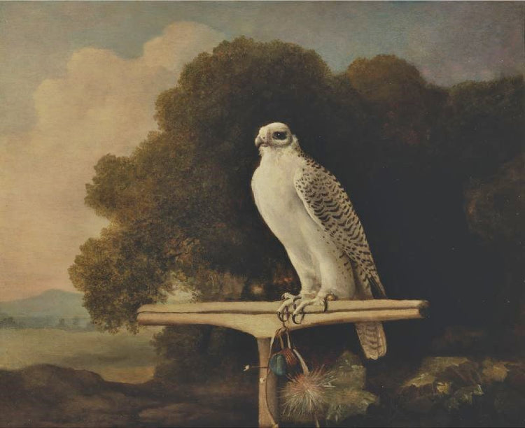Greenland Falcon by George Stubbs