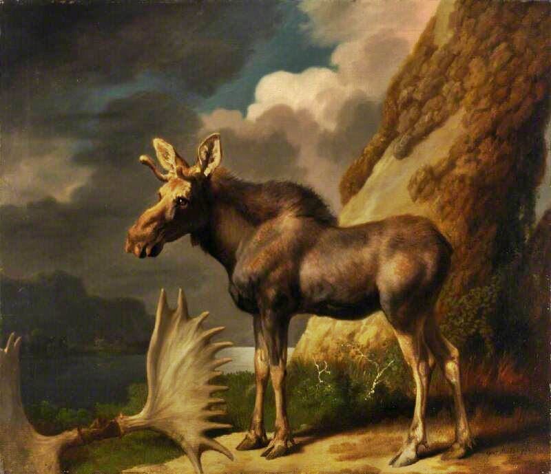 The Moose by George Stubbs