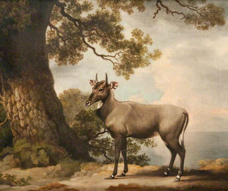 The Nilgai by George Stubbs