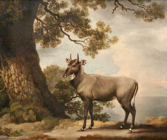 The Nilgai by George Stubbs
