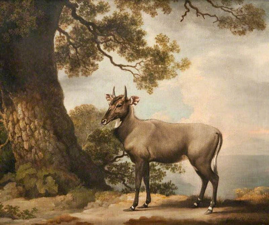The Nilgai by George Stubbs