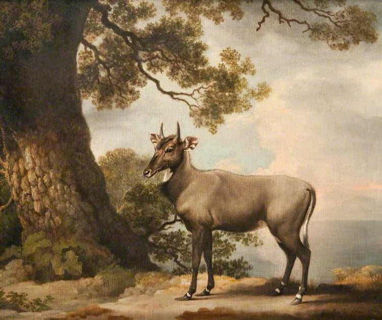 The Nilgai by George Stubbs