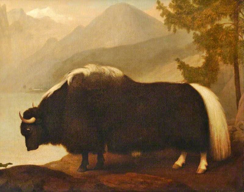 Yak by George Stubbs